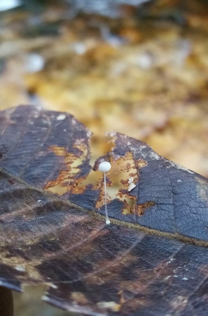 A small white fungus grows through a dead leaf.