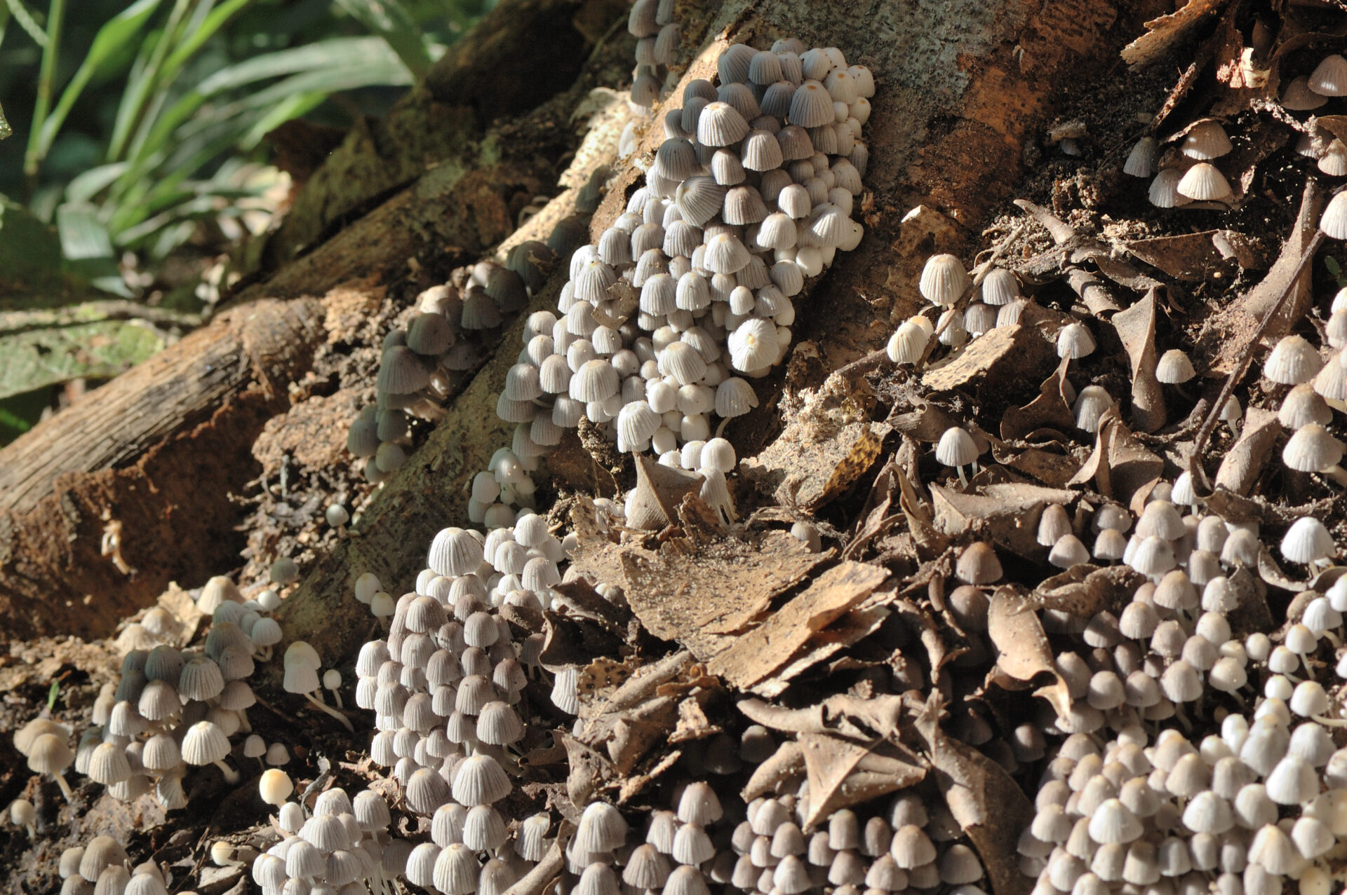 A large cluster of white coloured mushrooms sprouting up from leaf litter at the base of a tree.