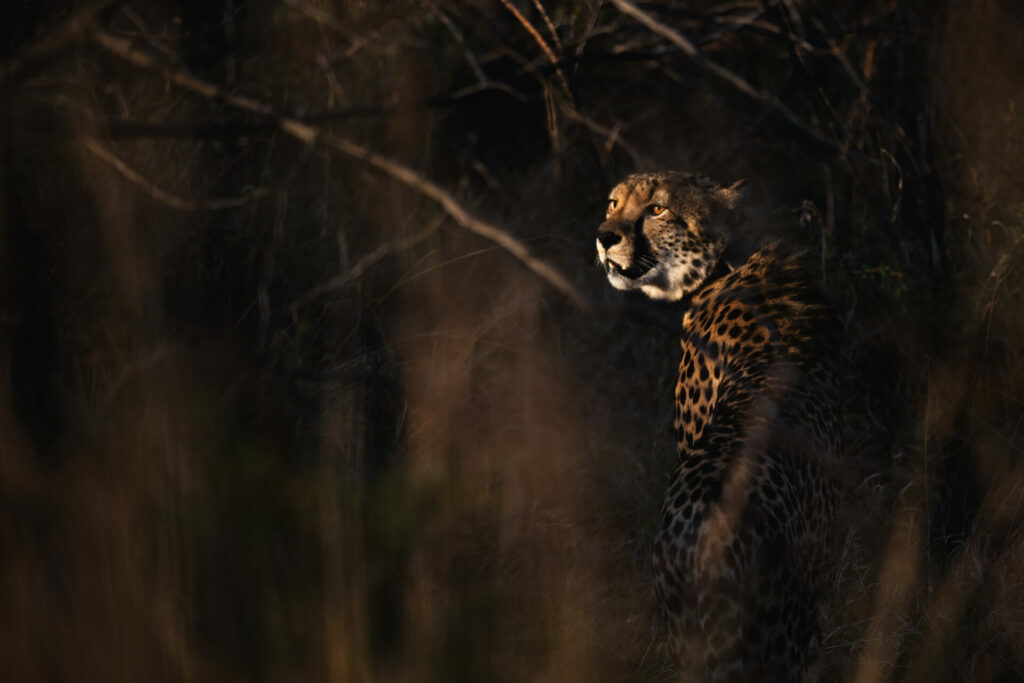 A Cheetah looks out from the trees