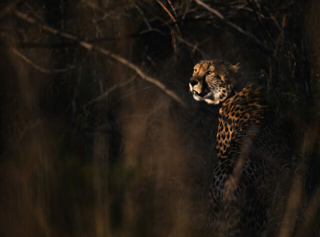 A Cheetah looks out from the trees