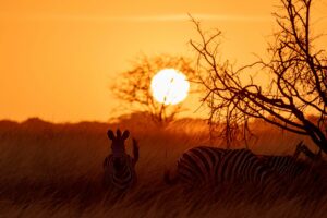 Two Zebras at dawn, KwaZulu Natal. Photographed by Chantelle Melzer.