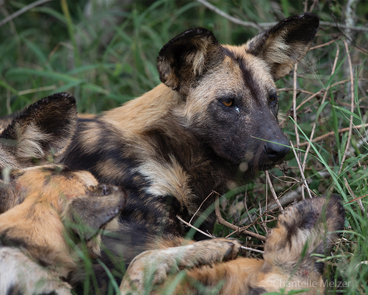 A pack of African Wild Dog snoozing together in the shade