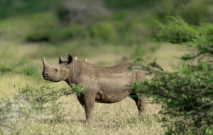 Side view of a Black Rhino in it's natural habitat
