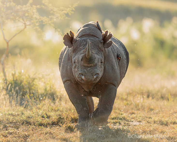 Front on view of Black Rhino