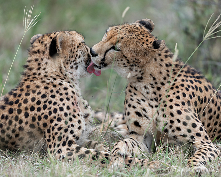 A pair Cheetah performing mutual grooming