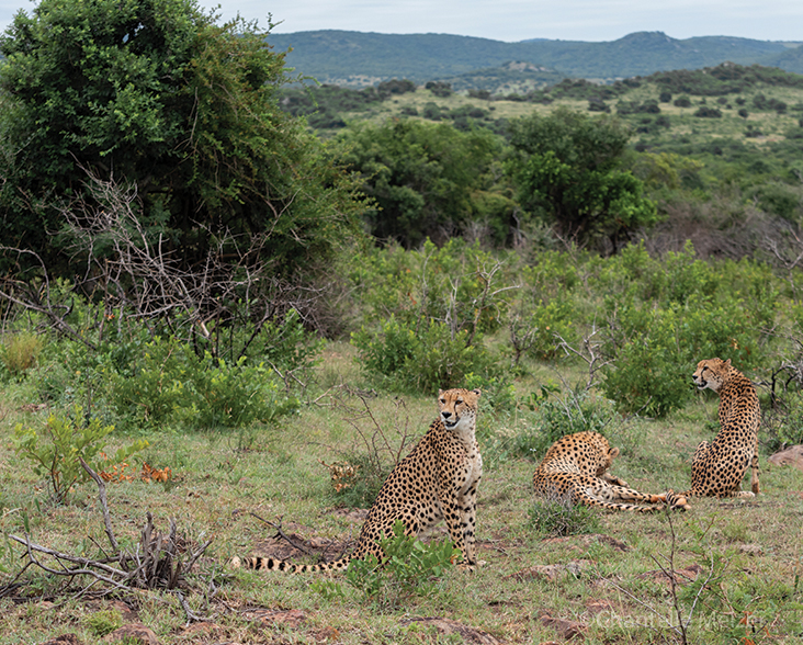 A scenic shot of Cheetahs in their natural habitat