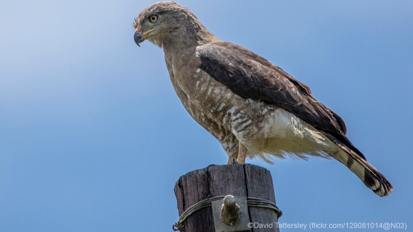 A Southern Banded Snake Eagle resting on a post. Credit: David Tattersley/Flickr