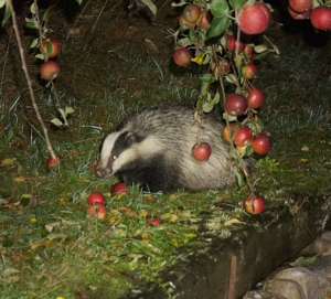 European badger (Meles meles) feeding on fallen apples in October. Date 13 October 2014 Source Wikimedia Commons, credit Ian McIntosh