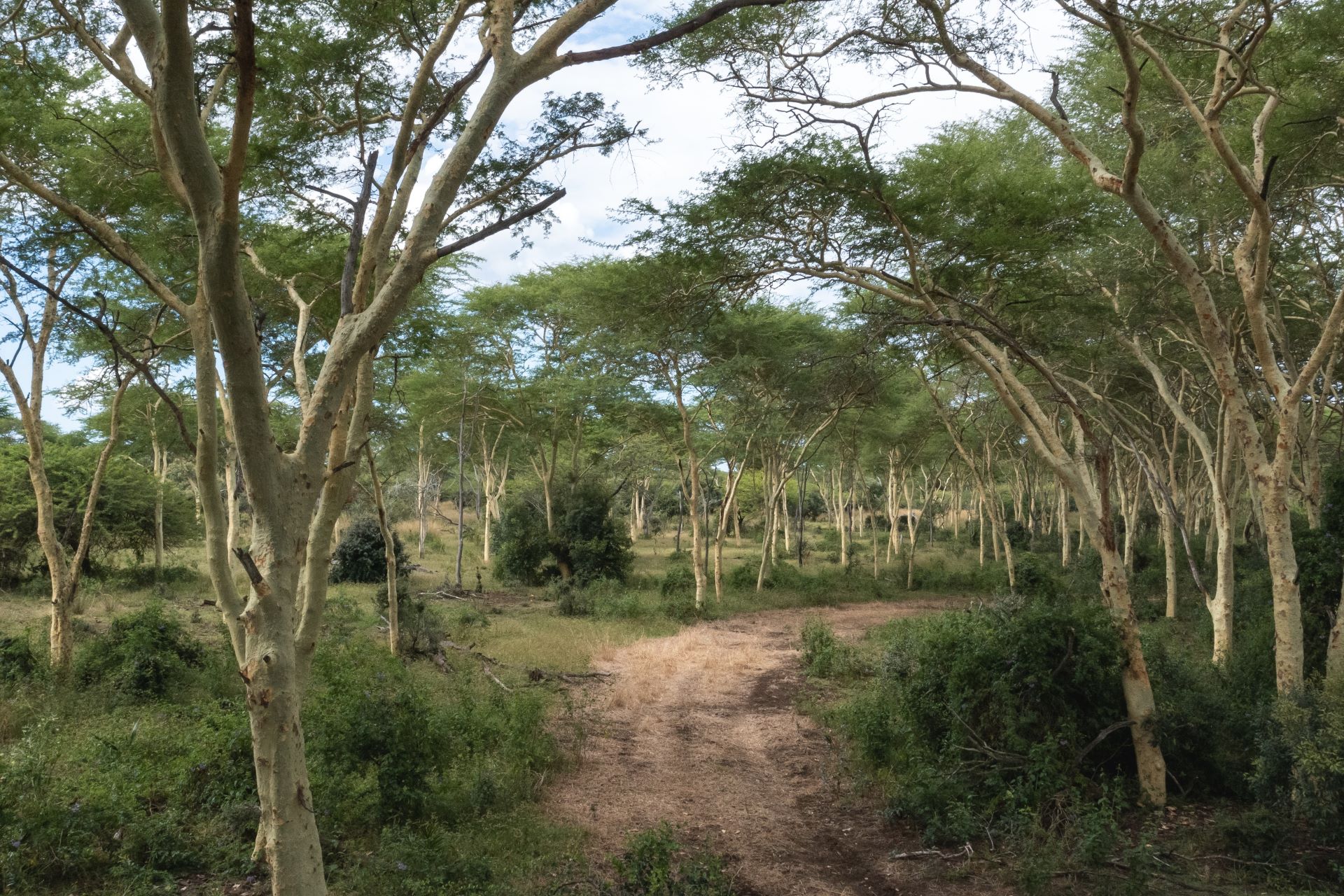 Photo of a Fever Tree Forest. Credit: Chantelle Melzer