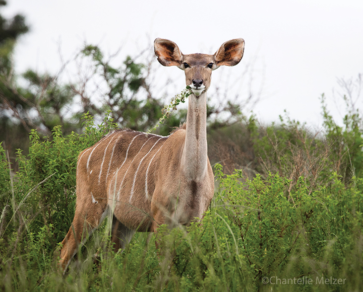 A Greater Kudu standing face on to the camera