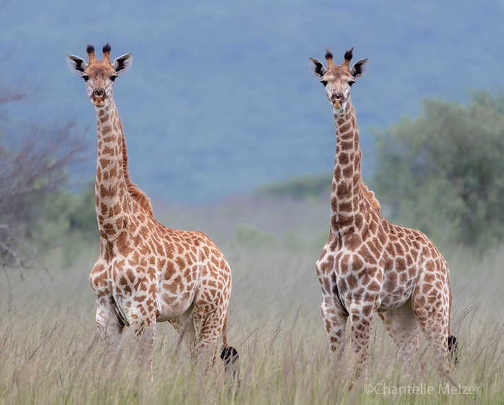 Two Giraffes looking straight at the camera