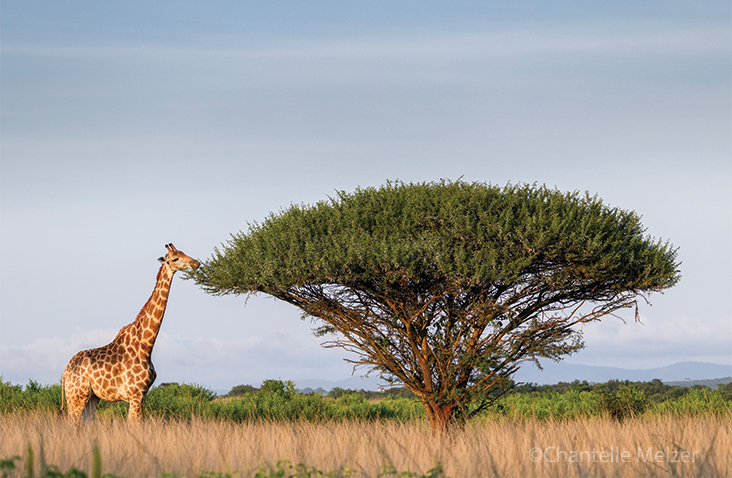 A Giraffe feeding on tree leaves