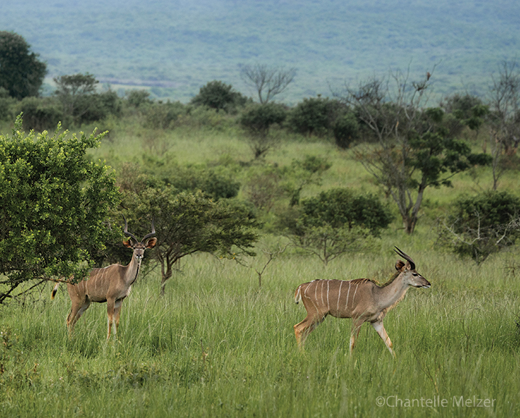 A scenic side on view of two Greater Kudu in their natural habitat