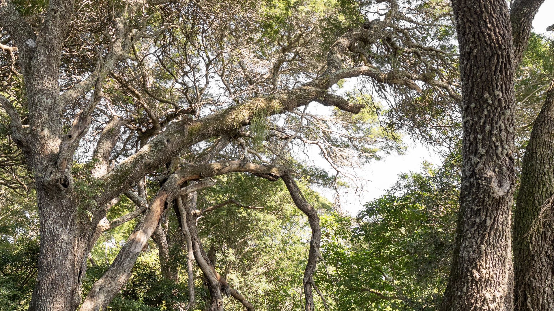 A photo through the canopy of two Lebombo Wattle trees (Credit: Chantelle Melzer)