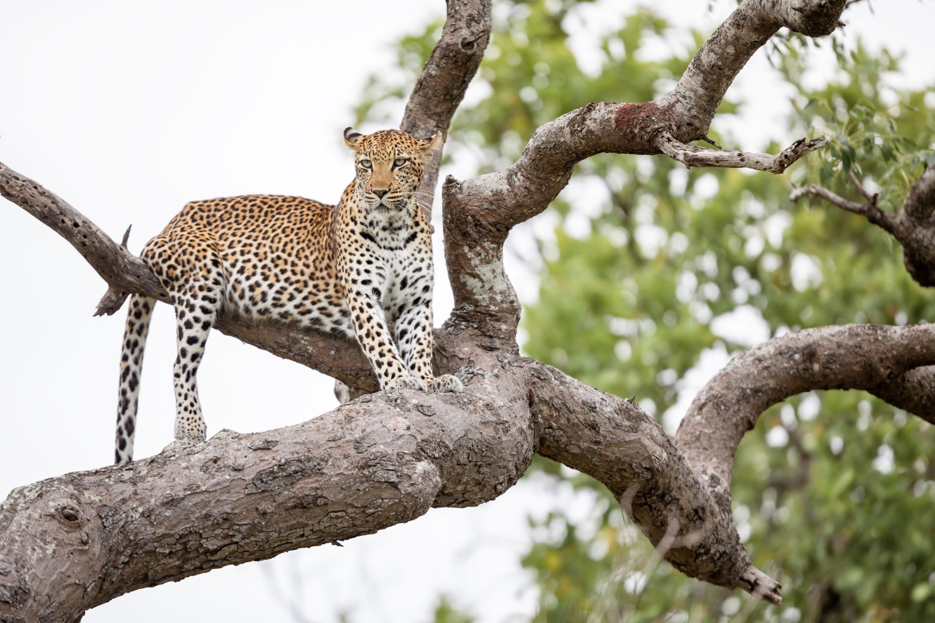 A Leopard in a tree, photographed by Chantelle Melzer.