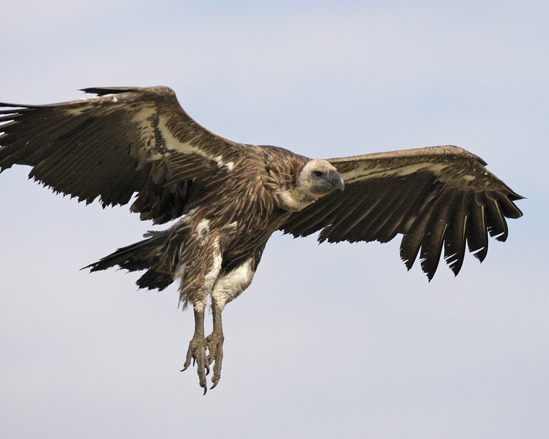 A photo of a White-backed Vulture in flight. Credit: Lip Kee/Flickr 