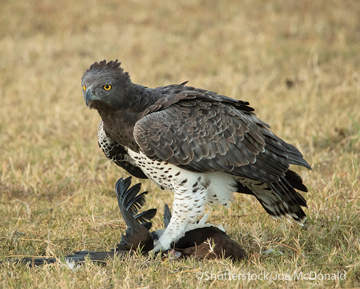 Martial Eagle on ground with prey
