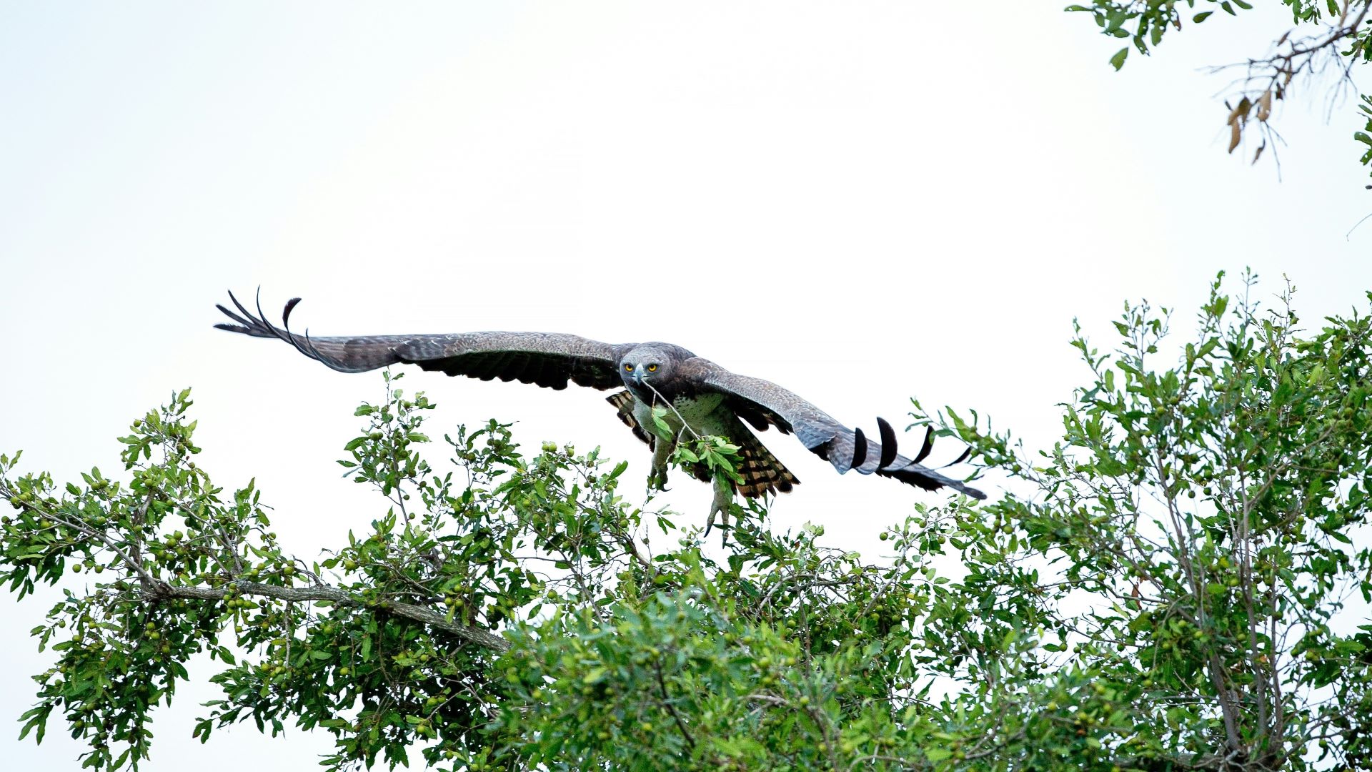A photo of a Martial Eagle landing in a tree. Credit: Hans Veth/Unsplash