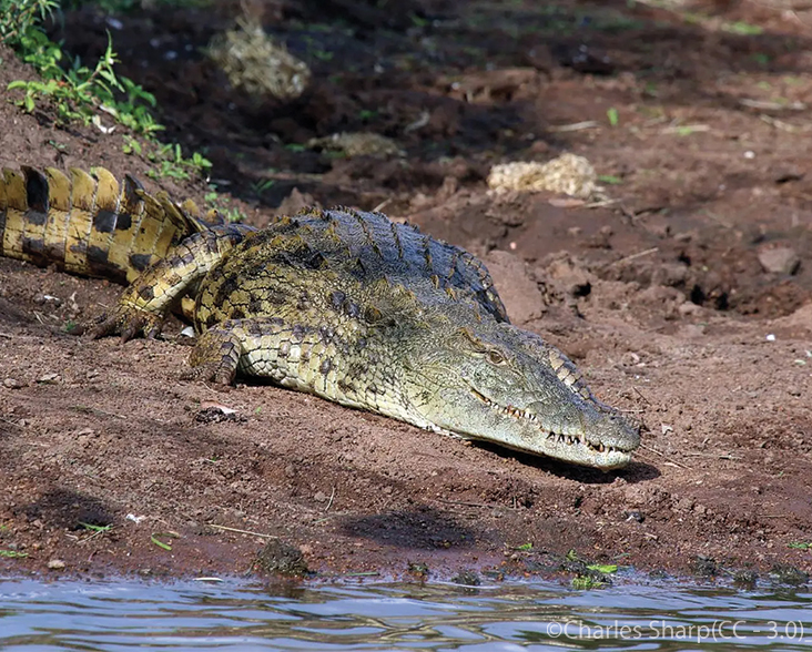 Nile Crocodile on a muddy bank