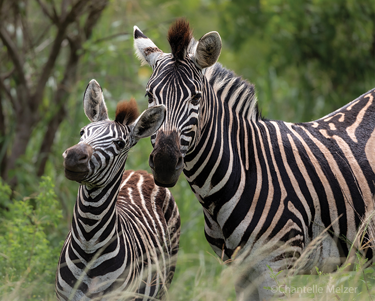 A mother and young Plains Zebra facing the camera