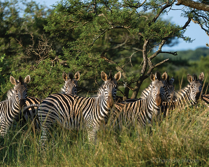 A line of Plains Zebra in their natural habitat looking towards the camera