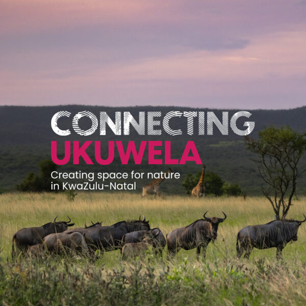 Connecting Ukuwela
