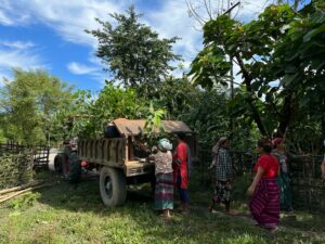 Saplings are loaded for transport to planting site