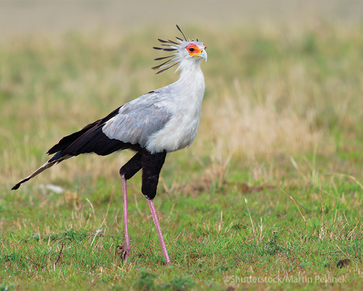 Secretarybird on the ground in grassland