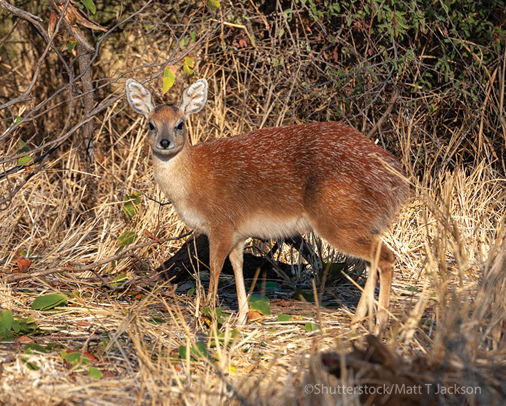 A diminutive Suni seen side on and looking towards the camera