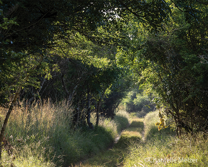 View of a dense thicket, perfect habitat for Suni