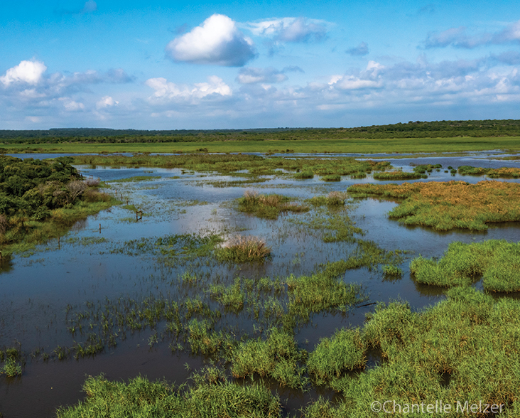 A view of wetlands at Ukuwela