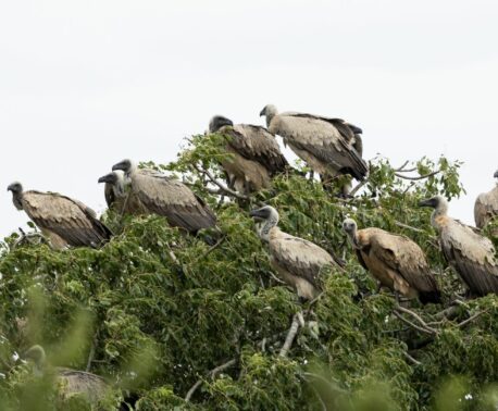 A photo showing a group, or "committee", of White-backed Vultures resting in a tree. Credit: Chantelle Melzer.