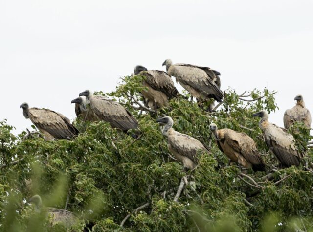 A photo showing a group, or "committee", of White-backed Vultures resting in a tree. Credit: Chantelle Melzer.