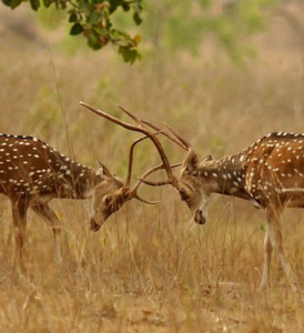 Chital stags sparring in Kanha, Central India. Wikimedia Commons, T. R. Shankar Raman