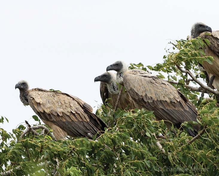 A group of White-backed Vultures resting on a tree