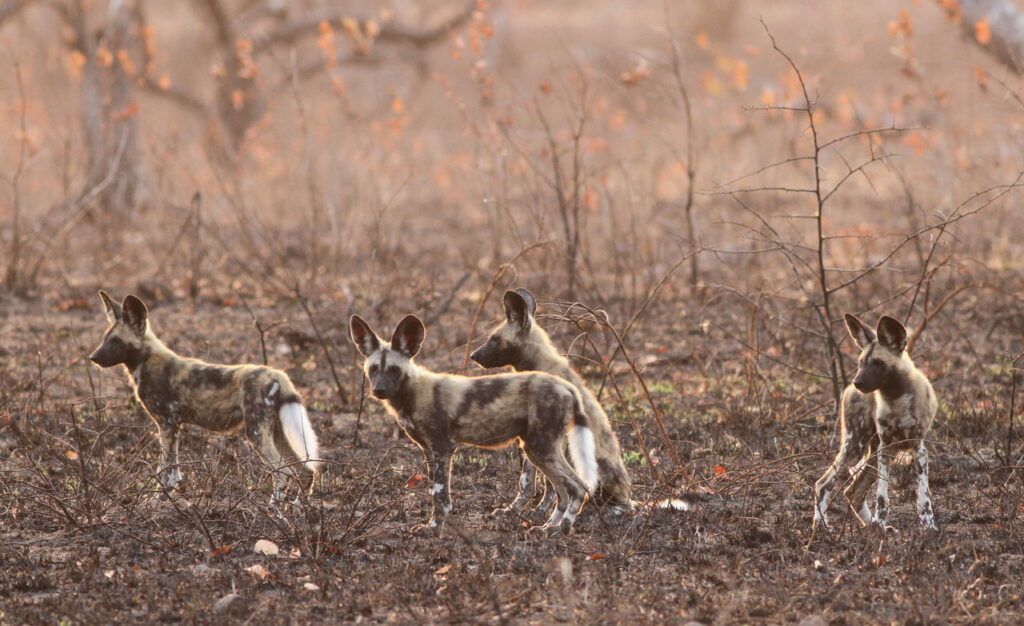 A pack African Wild Dogs pause in a woodland