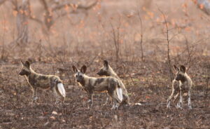 A pack African Wild Dogs pause in a woodland