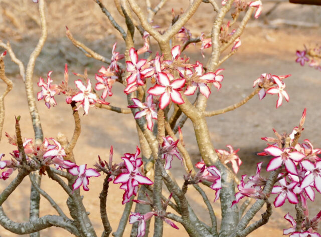 Red and white Impala Lilies bloom on a woody stem