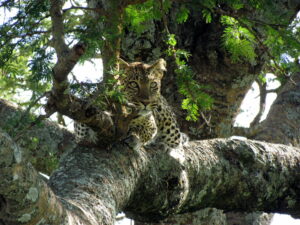 A Leopard lies partially concealed in a tree