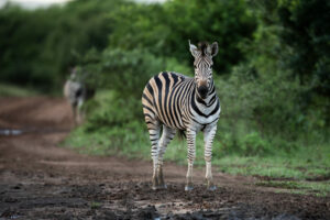 A Zebra looks straight at the camera
