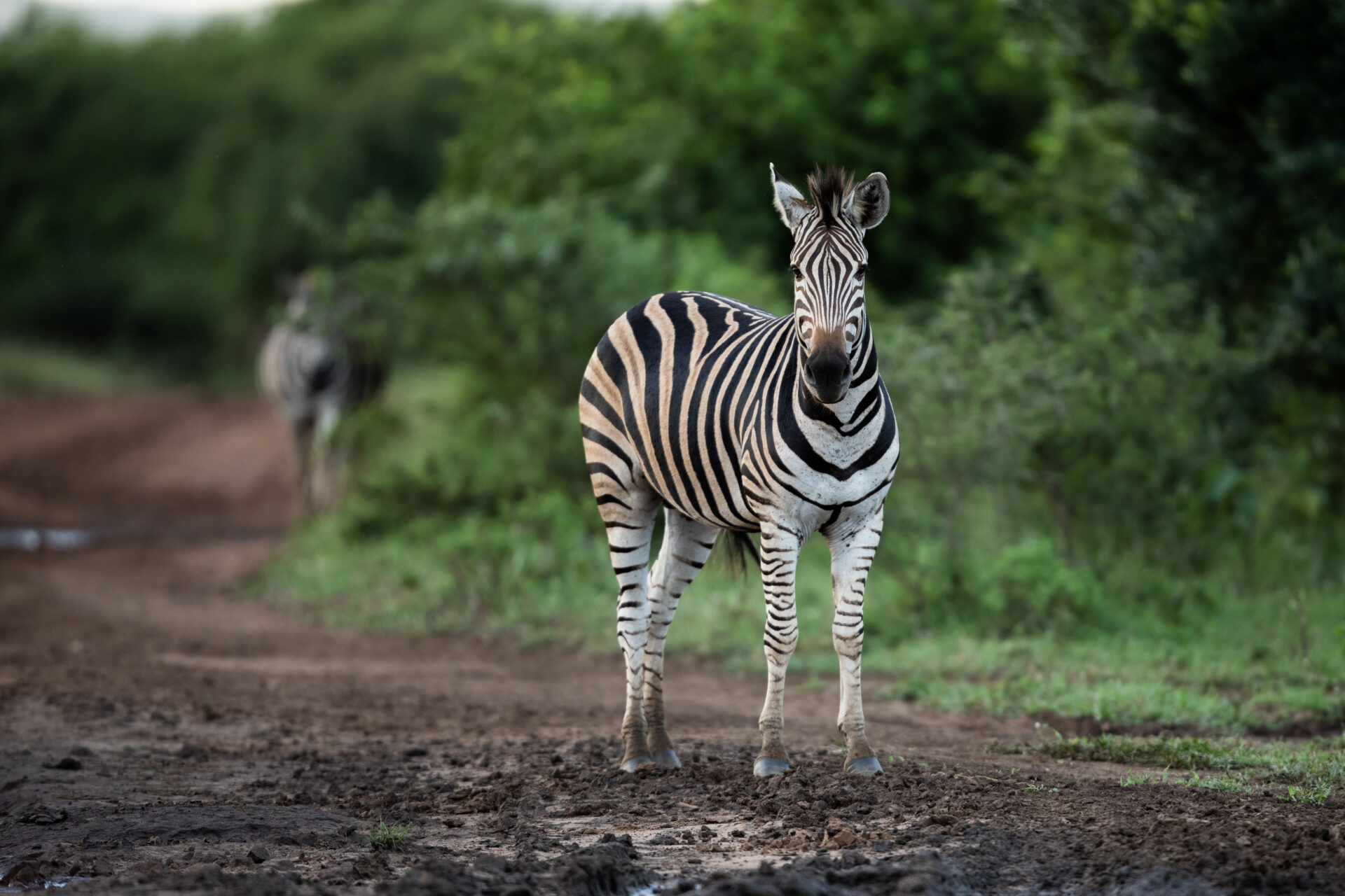 A Zebra looks straight at the camera