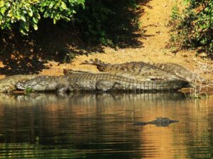 Nile Crocodiles bask on a riverbank