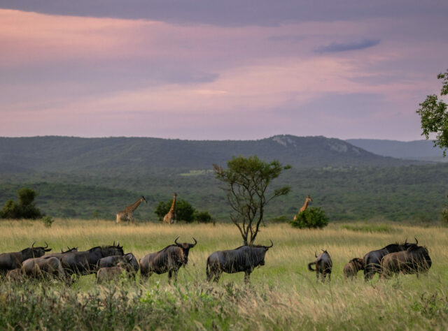 A landscape of grasslands filled with Buffalo and Giraffe