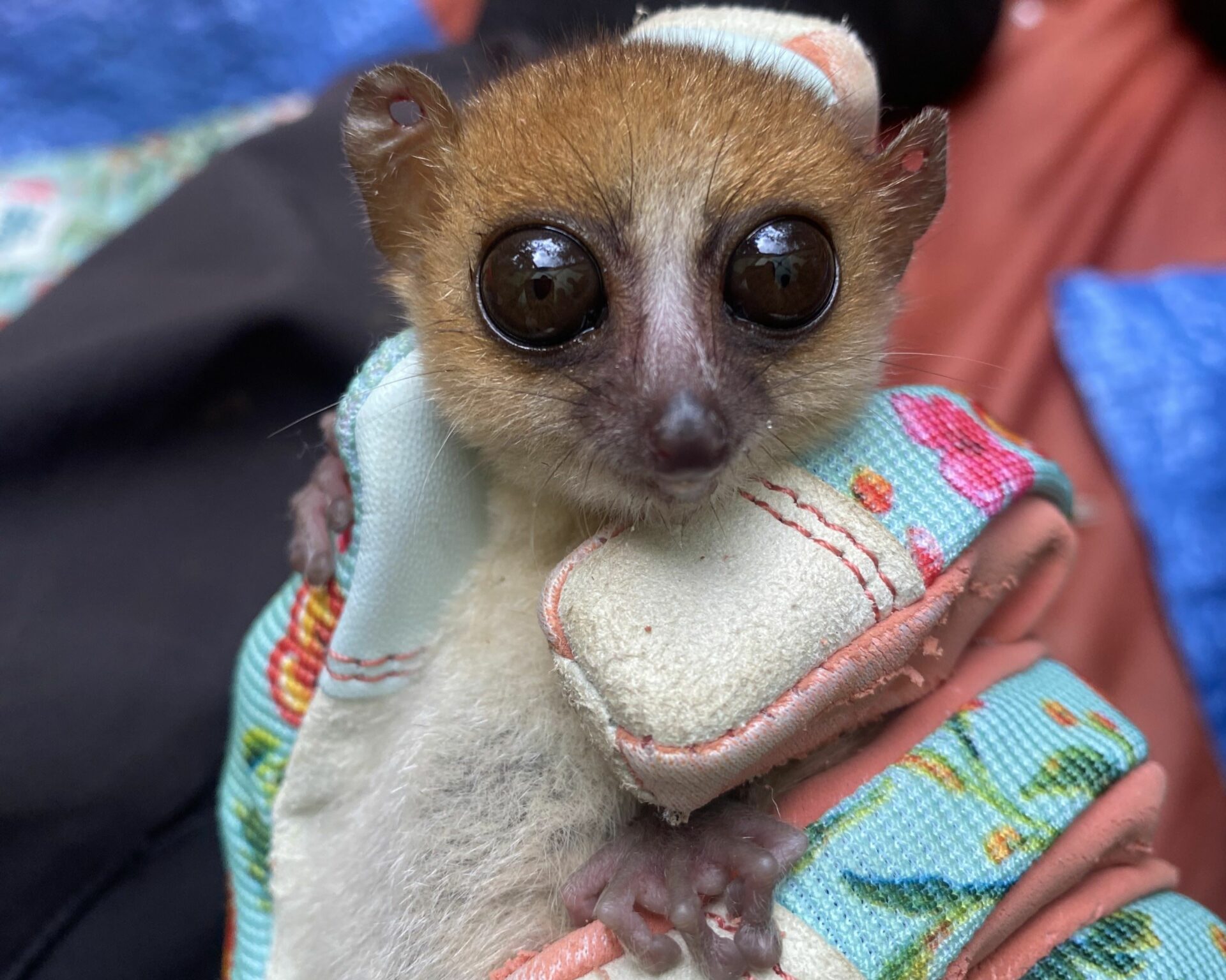 A photograph of an Anosy Mouse Lemur after taking a DNA sample. Credit: Marina Blanco