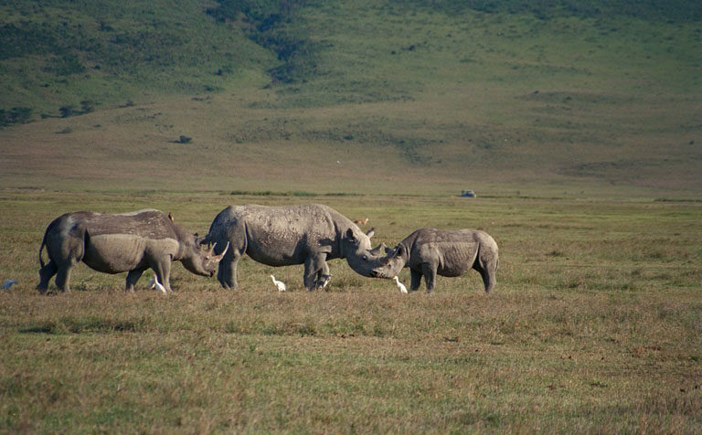 Three Black Rhino graze on open grassland