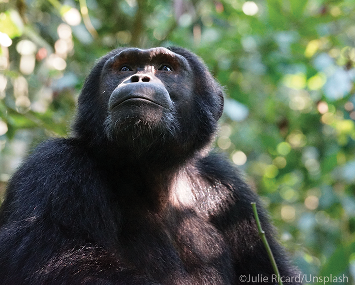 An adult Eastern Chimpanzee on the ground looking into the canopy