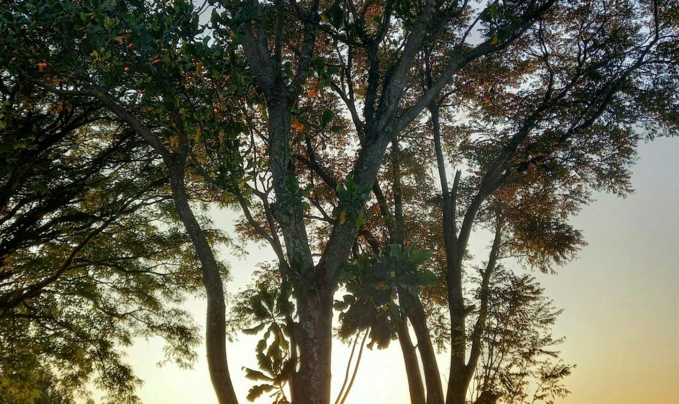 Fever trees stand against the setting sun