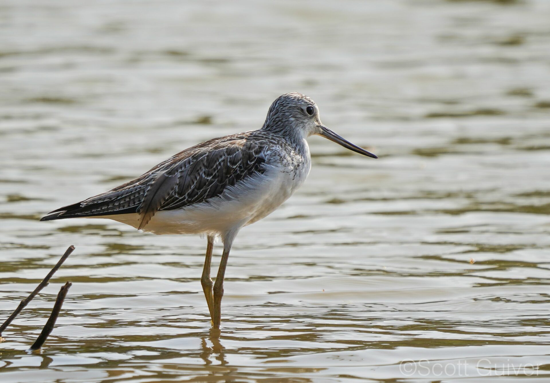 A Common Greenshank (Tringa nebularia) photographed in Western Africa while on passage migration. Credit: Scott Guiver 