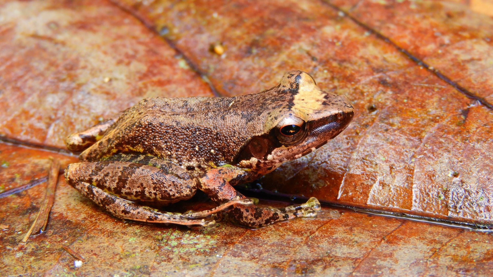 A photograph of a frog, Guilbemantis diphonus, sitting on leaf litter. Credit: Andrianjaka Rijaniaina Jean Nary.