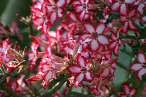 A cluster of Impala Lillies, white blooms with red borders